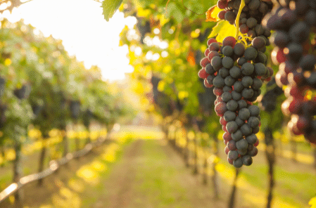 vineyard - viticulture
