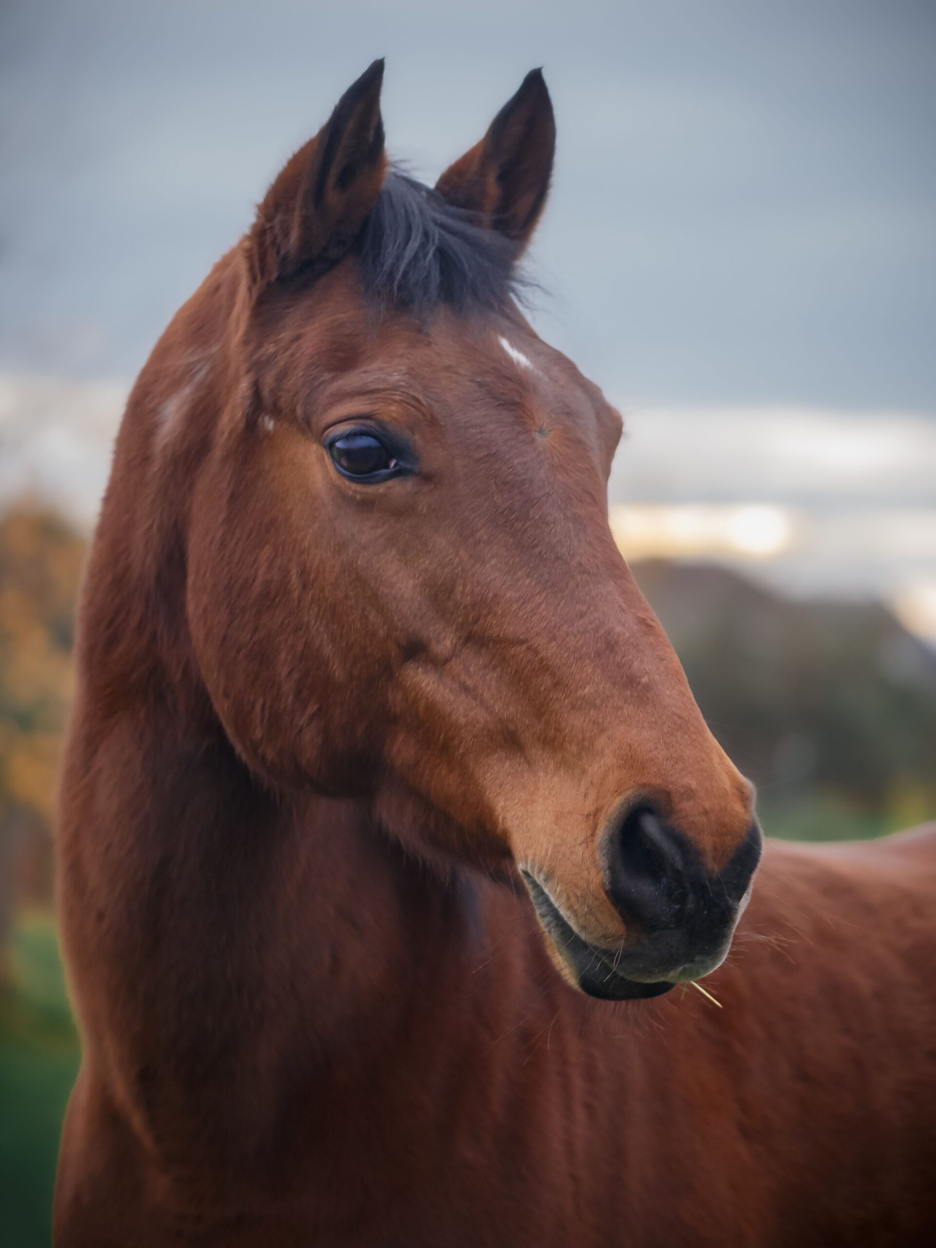 equestrian law