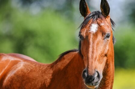 buying a horse