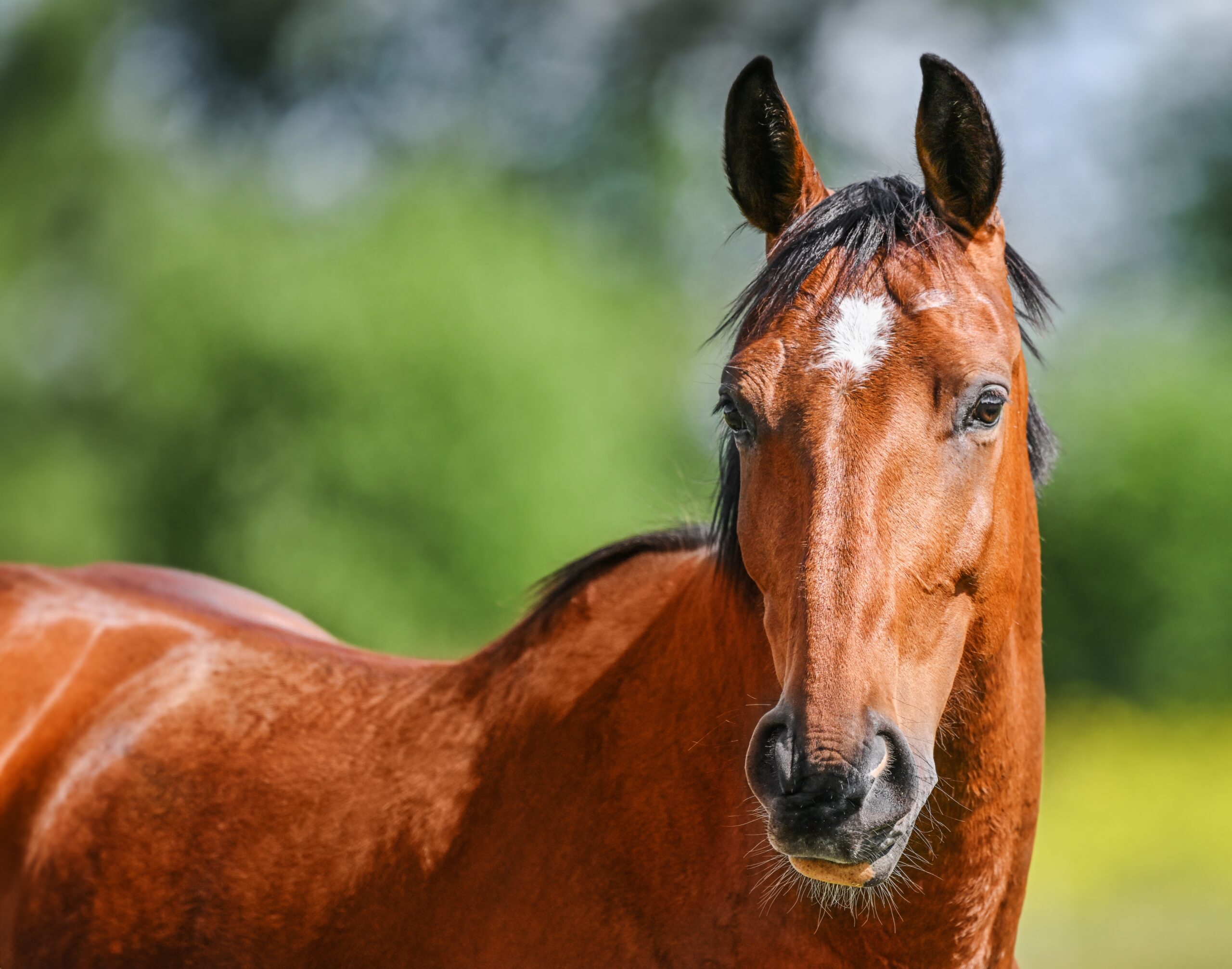 equestrian law