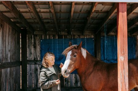 Horse in a stable representing a horse sale