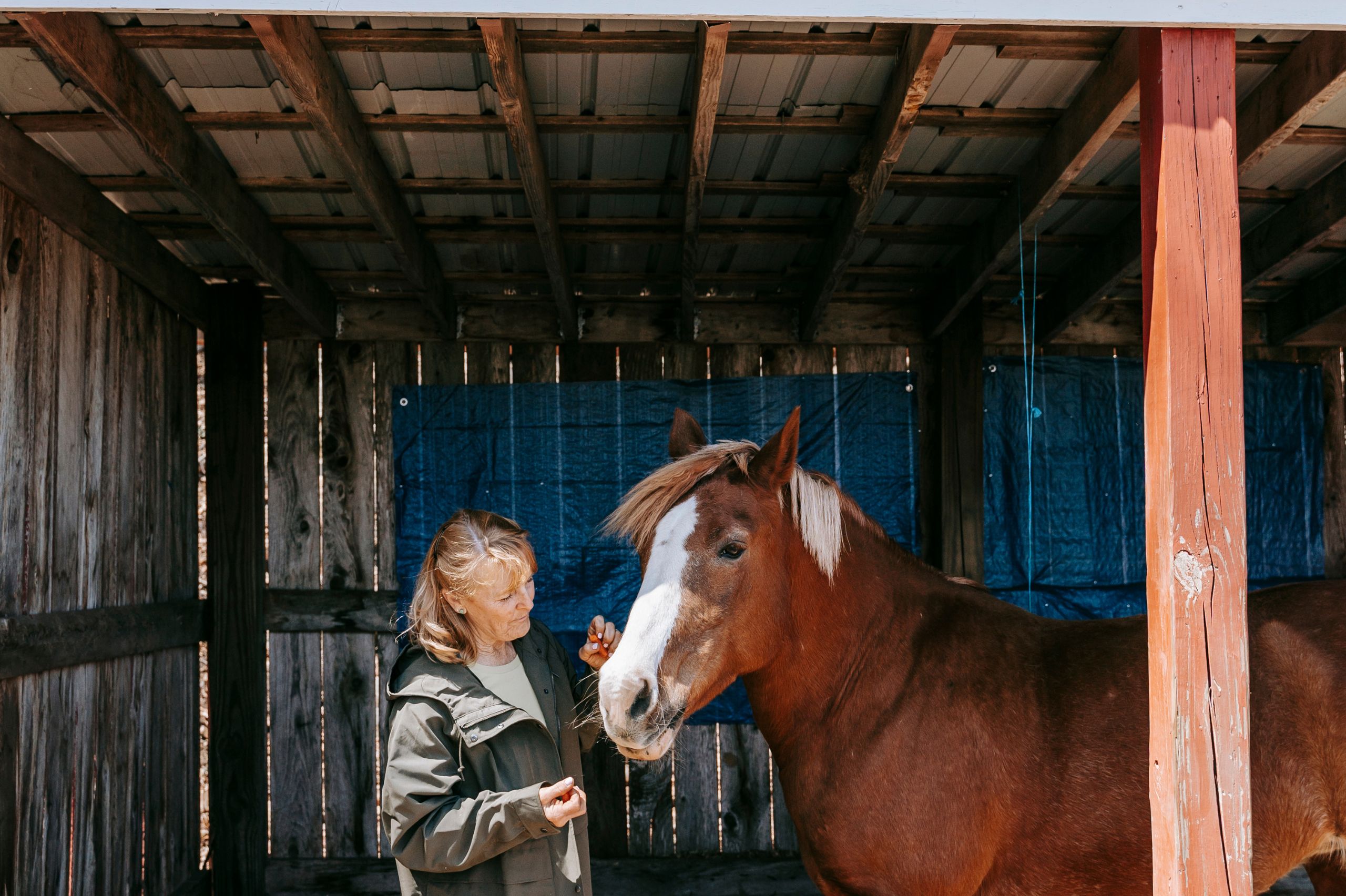 Selling a Horse: Make Sure You Are Protected